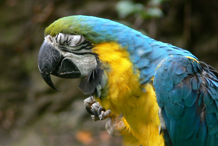 ara araraunaの写真素材