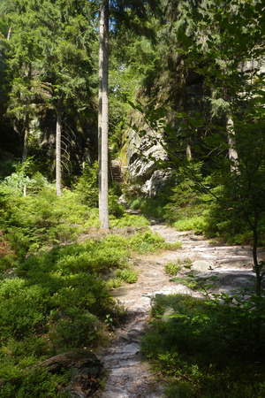 Forest path through sandstone rocksの写真素材