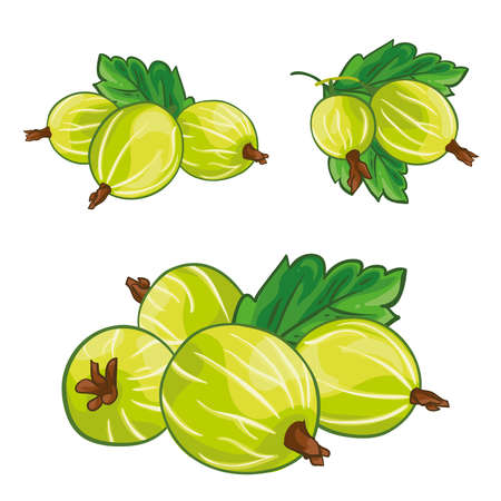Gooseberry isolated on white background. Berry branch gooseberries. Hand drawn vector illustration.のイラスト素材