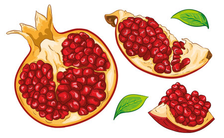Pomegranate fruit with seeds and leaves. Vector illustration.のイラスト素材