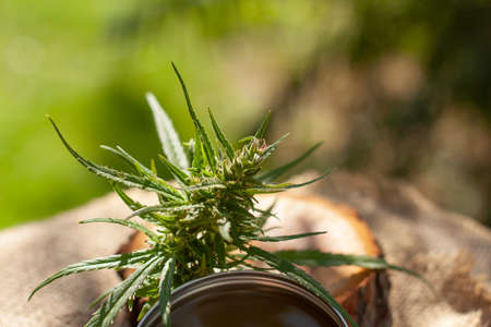 Cannabis green balm. Marijuana bud flower. Wooden log close up background.の写真素材