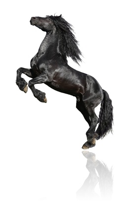 Black prancing stallion, 7 years old friesian horse, isolated on whiteの写真素材