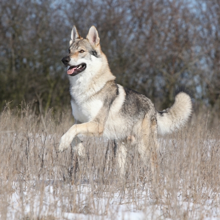 Czechoslovakian wolfdog running in winterの写真素材