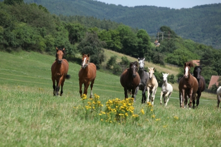 Herd of running horses on pasturage with yellow flowersの写真素材