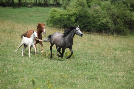 Herd of running horses on pasturage with some bush on the backroundの写真素材