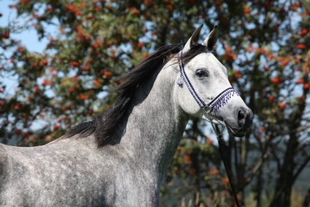 Nice arabian stallion with blue show halter in front of rowanの写真素材