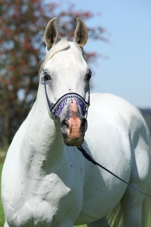 Nice arabian stallion with blue show halter in front of rowanの写真素材