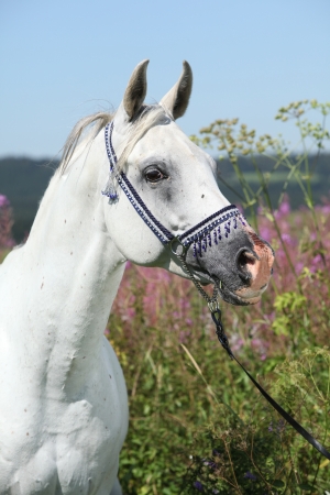 Nice arabian stallion with blue show halter in front of pink flowersの写真素材