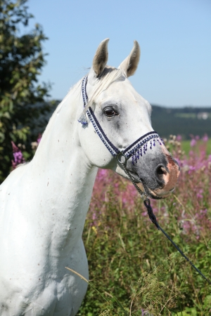 Nice arabian stallion with blue show halter in front of pink flowersの写真素材