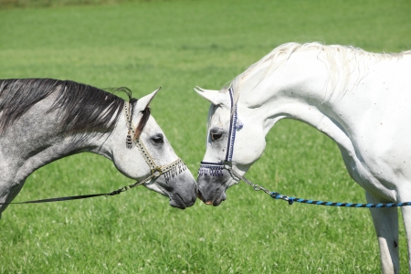 Two arabian stallions with show halters sniffing to each otherの写真素材