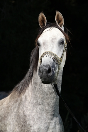 Nice arabian stallion with show halterin front of black backgroundの写真素材