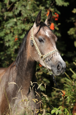 Nice arabian mare with show halter in front of some treesの写真素材