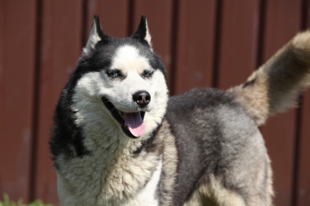 Grey Siberian husky in front of brown fenceの写真素材