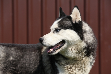 Grey Siberian husky in front of brown fenceの写真素材