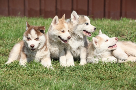 Group of Siberian husky puppies siiting and lying on the grassの写真素材