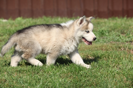 Siberian husky puppy moving on green grassの写真素材