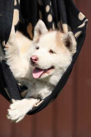 Siberian husky puppy resting on black blanketの写真素材