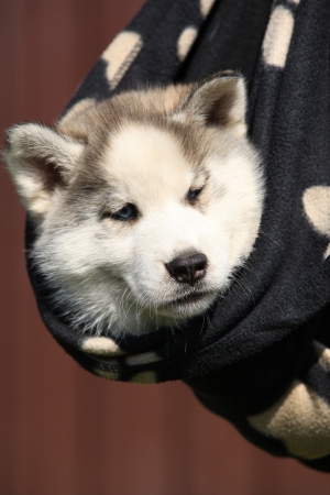 Siberian husky puppy resting on black blanketの写真素材