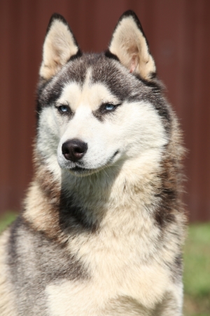 Portrait of Siberian husky in front of brown backgroundの写真素材