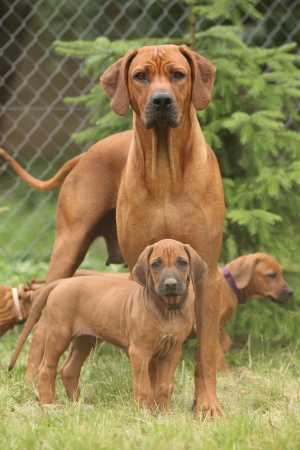 Rhodesian ridgeback bitch with puppies standing on the grassの写真素材