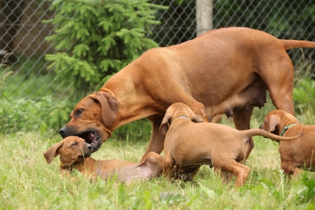 Rhodesian ridgeback bitch educating a little puppy by playing with itの写真素材