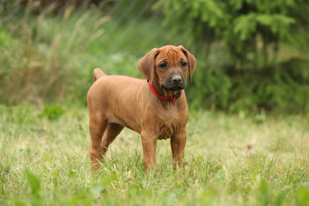 Rhodesian ridgeback puppy alone standing on green grass with one tree behind it