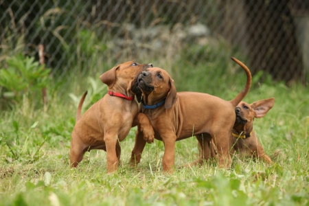 Rhodesian ridgeback puppies playing with each otherの写真素材