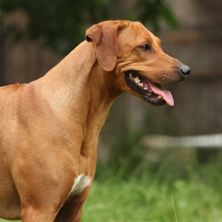 Rhodesian ridgeback bitch smiling in front of brown fenceの写真素材