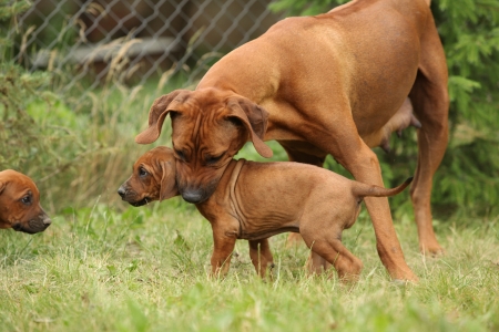 Rhodesian ridgeback bitch educating young puppy on the grassの写真素材