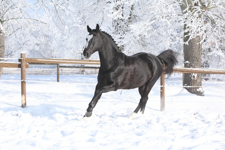 Dutch warmblood stallion running in snow with beautiful frozen trees behindの写真素材