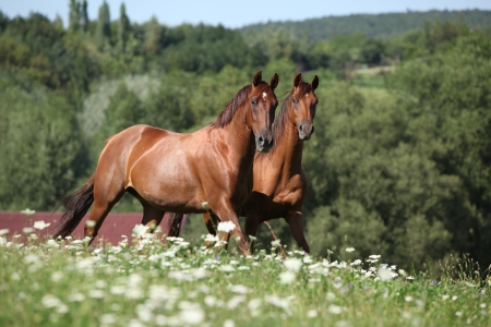 Two brown horses running in flowers and lookingの写真素材