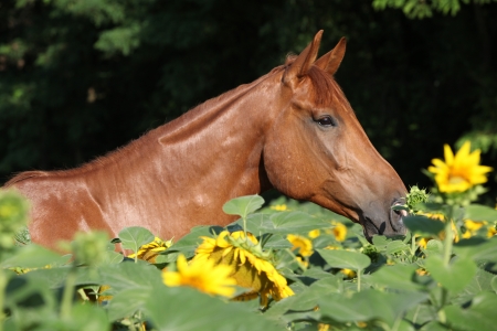 Portrait of nice brown horse hidden in sunflowersの写真素材