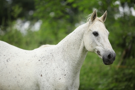 Portrait of white English full blood horse running on pasturageの写真素材