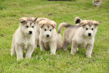 Group of Alaskan Malamute puppies standing on green grassの写真素材