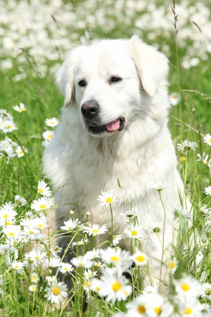 Portrait of Slovakian Chuvach which is sitting in white flowersの写真素材
