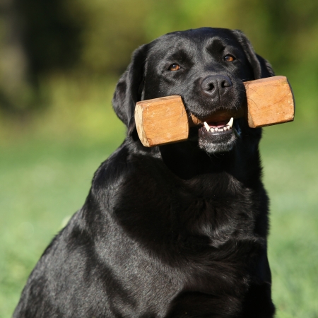 Beautiful labrador retriever holding a wooden toy in summerの写真素材