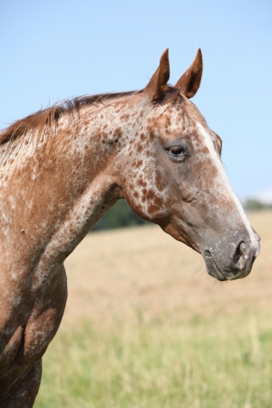 Portrait of nice appaloosa mare on pasturage in summerの写真素材