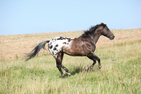 Perfect appaloosa stallion running on beautiful pasturage in summerの写真素材