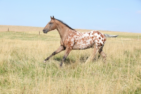 Nice appaloosa stallion running on beautiful pasturage in summerの写真素材