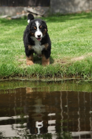 Bernese Mountain Dog puppy near water in the gardenの写真素材