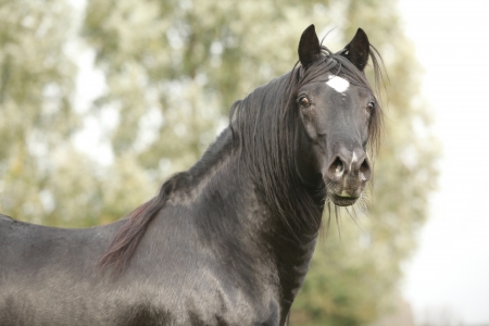 Stallion of black welsh cob looking at youの写真素材