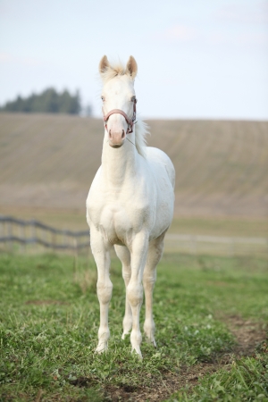 Albino horse with pink halter on pasturageの写真素材