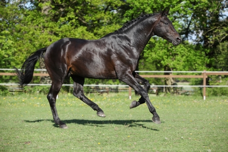 Nice black dutch warmblood stallion running on pasturageの写真素材