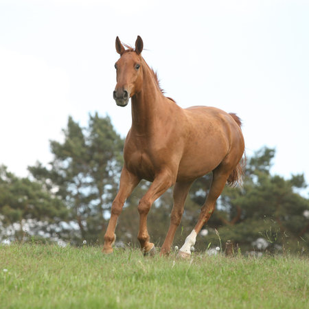 Nice chestnut horse running in freedom on summerの写真素材