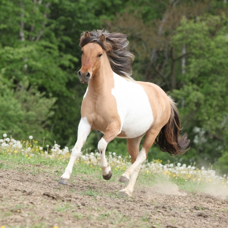 Gorgeous pony running on pasturage in hot summerの写真素材