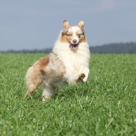 Beautiful australian shepherd smiling and running in nature in springの写真素材