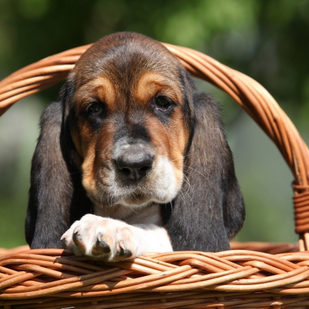 Adorable puppy of basset hound in basket looking directly at youの写真素材