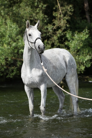 White English Thoroughbred horse standing in riverの写真素材