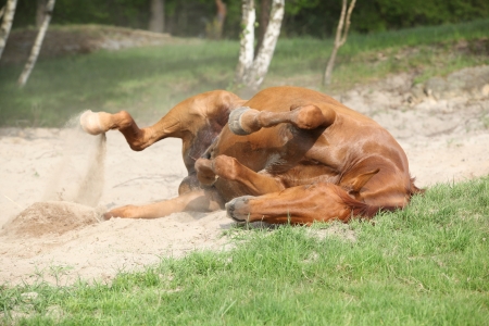 Nice Chestnut horse rolling in the sand in hot summerの写真素材