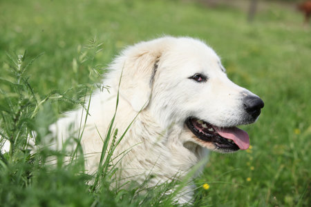 Pyrenean Mountain Dog smiling and lying in the grass